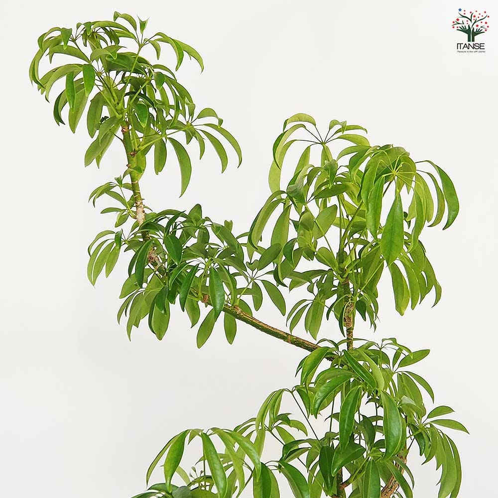 シェフレラ 曲がり 【観葉植物 5号／1個売り】｜ 【植物のITANSE