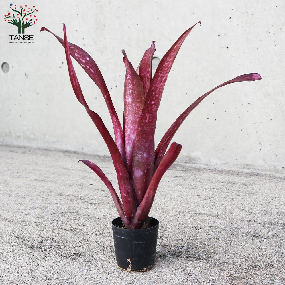 ビルベルギア・テンイー 【観葉植物 2号ポット 熱帯植物／1個売り