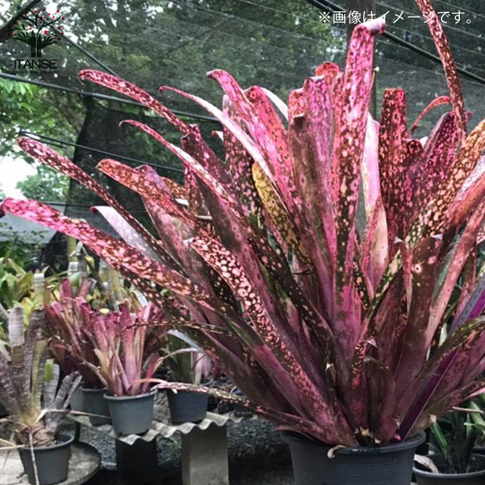 ビルベルギア・テンイー 【観葉植物 2号ポット 熱帯植物／1個売り