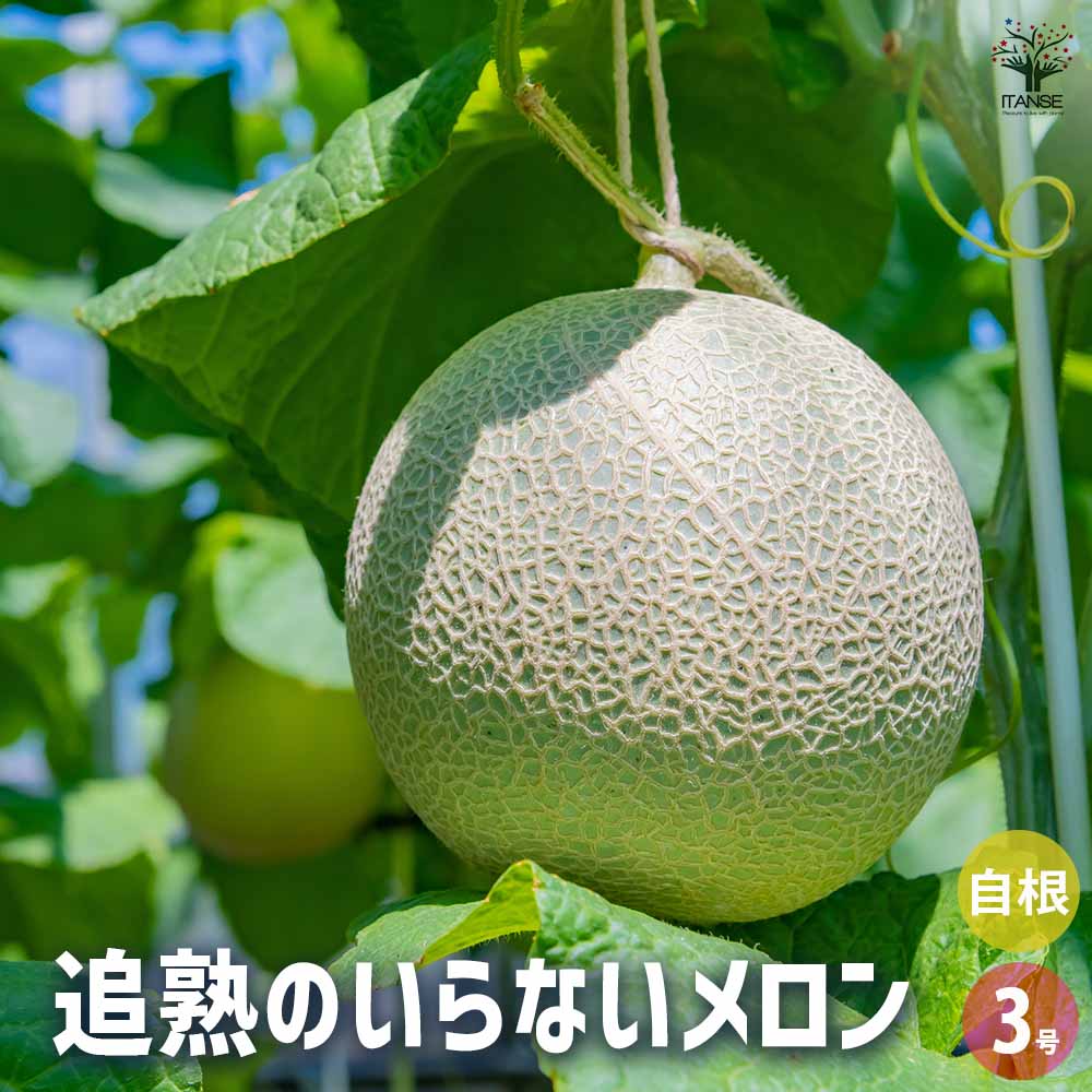 メロンの苗 追熟のいらないメロン2個～ 【野菜の苗 3号】