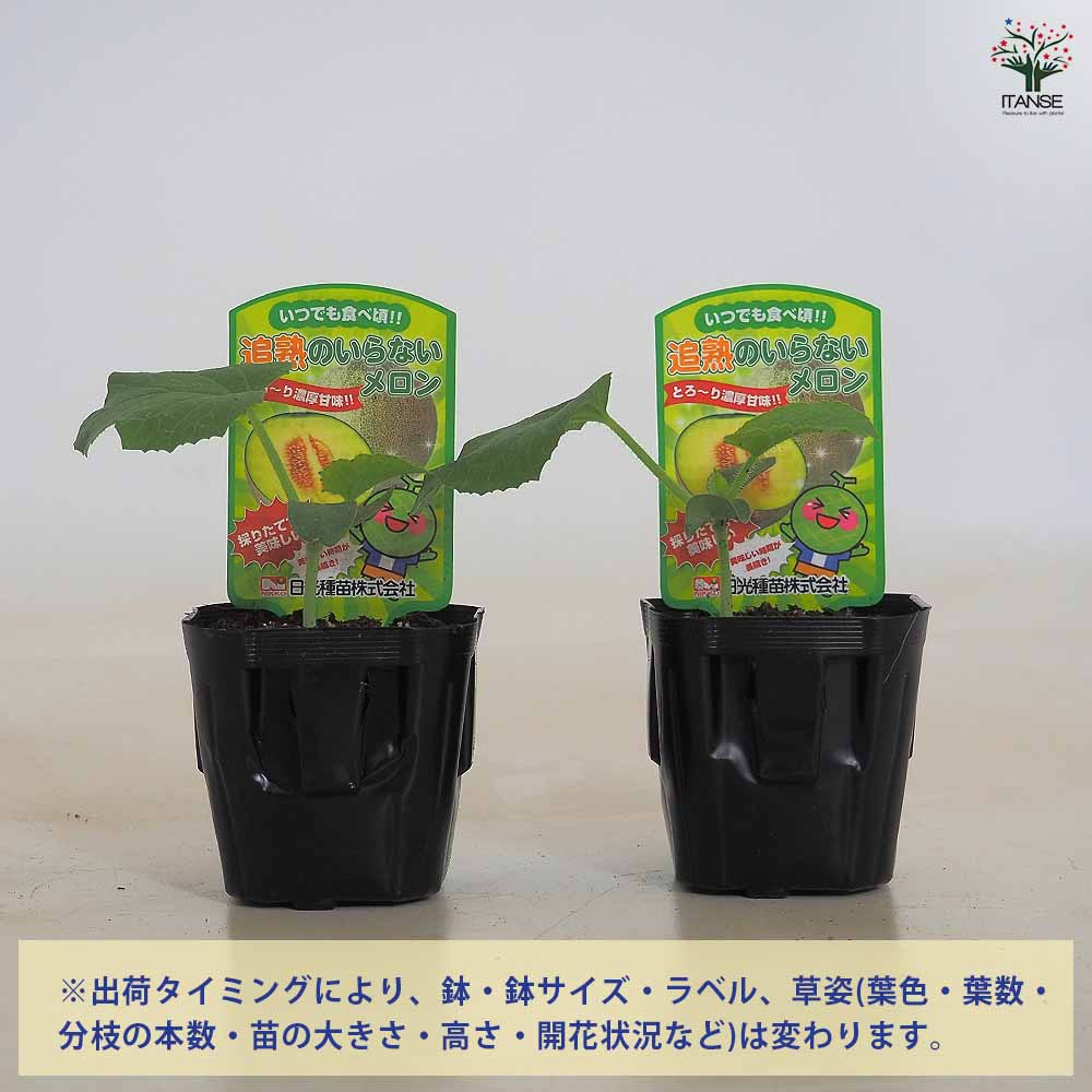 メロンの苗 追熟のいらないメロン2個～ 【野菜の苗 3号】｜ 【植物の
