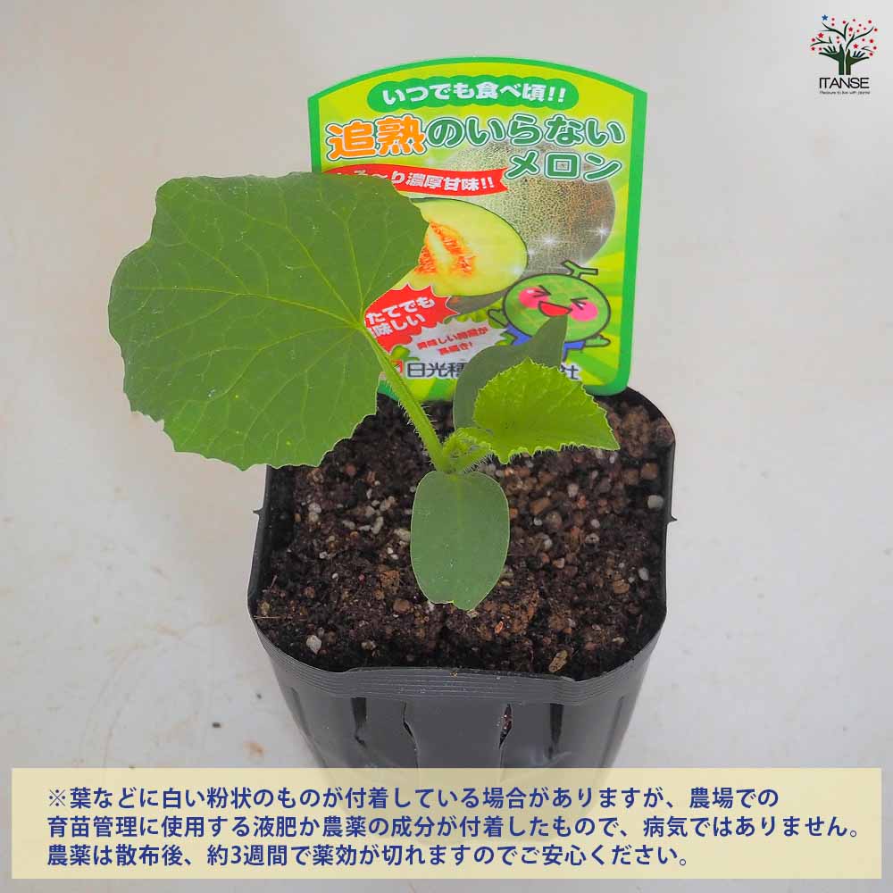 メロンの苗 追熟のいらないメロン2個～ 【野菜の苗 3号】