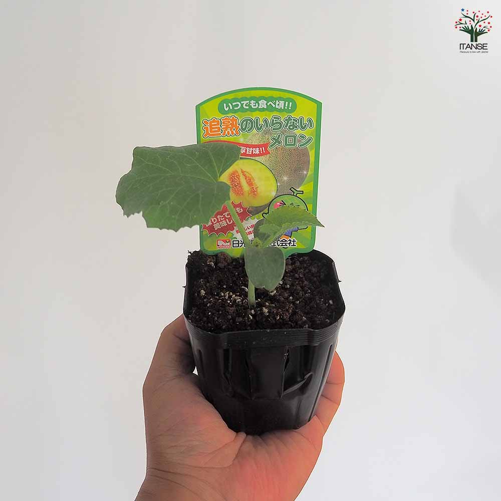 メロンの苗 追熟のいらないメロン2個～ 【野菜の苗 3号】