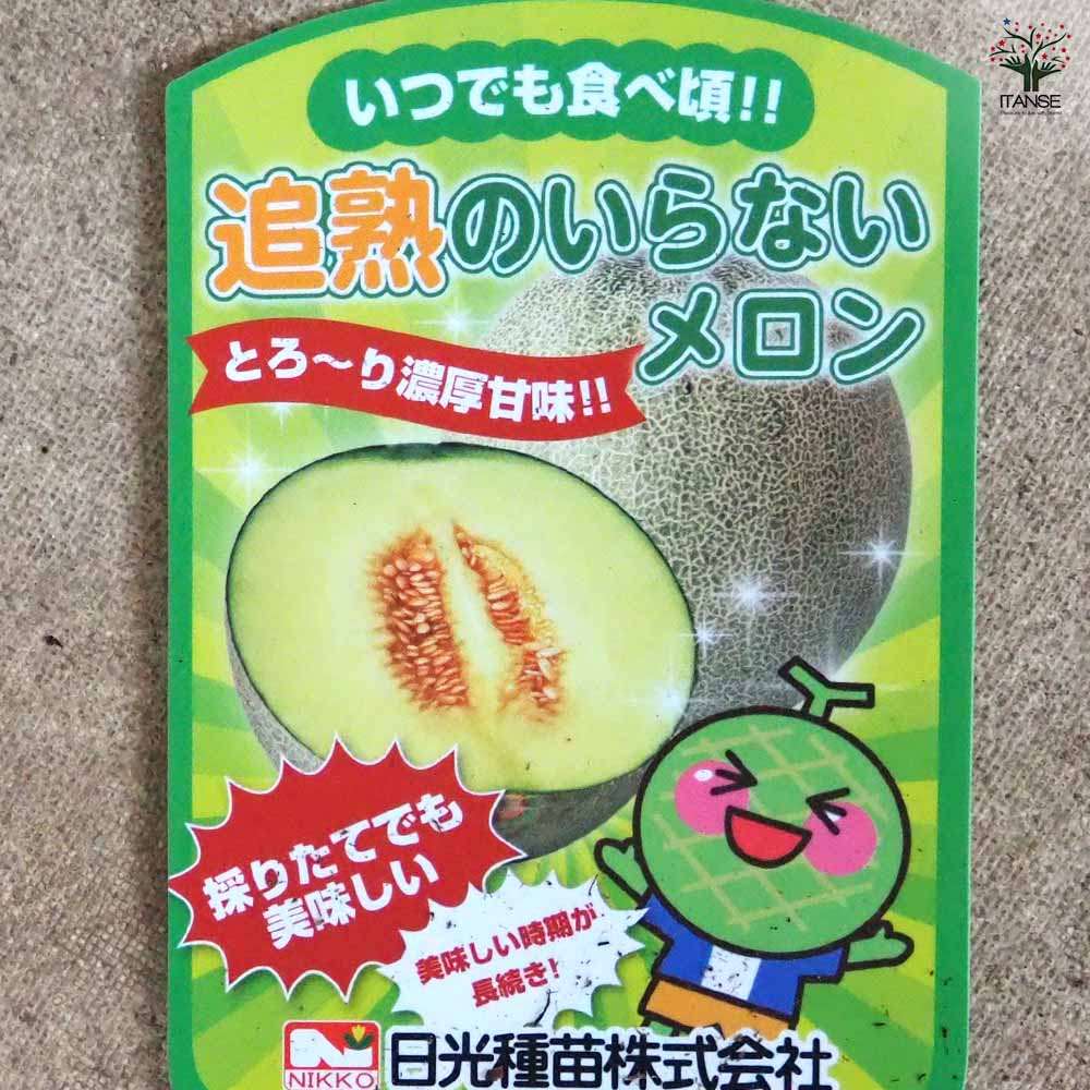 メロンの苗 追熟のいらないメロン2個～ 【野菜の苗 3号】｜ 【植物の