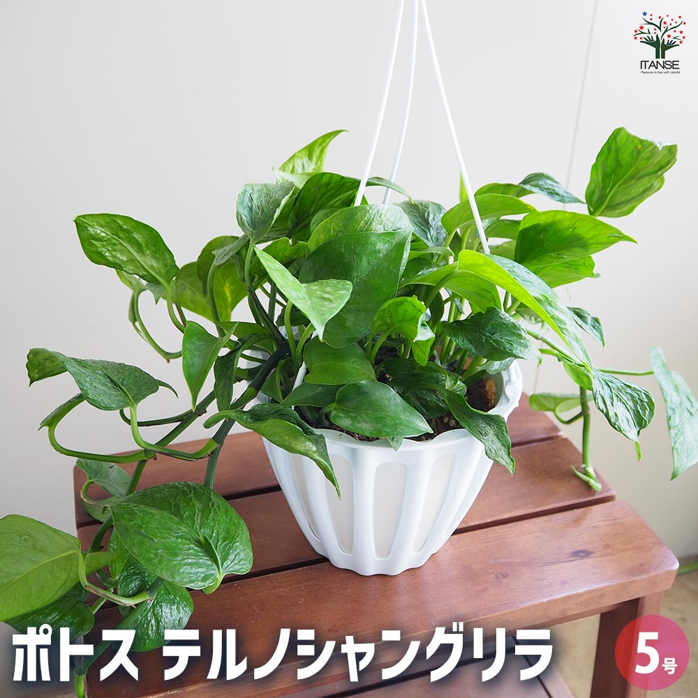 ポトス テルノシャングリラ 吊鉢【観葉植物 5号／1個売り】