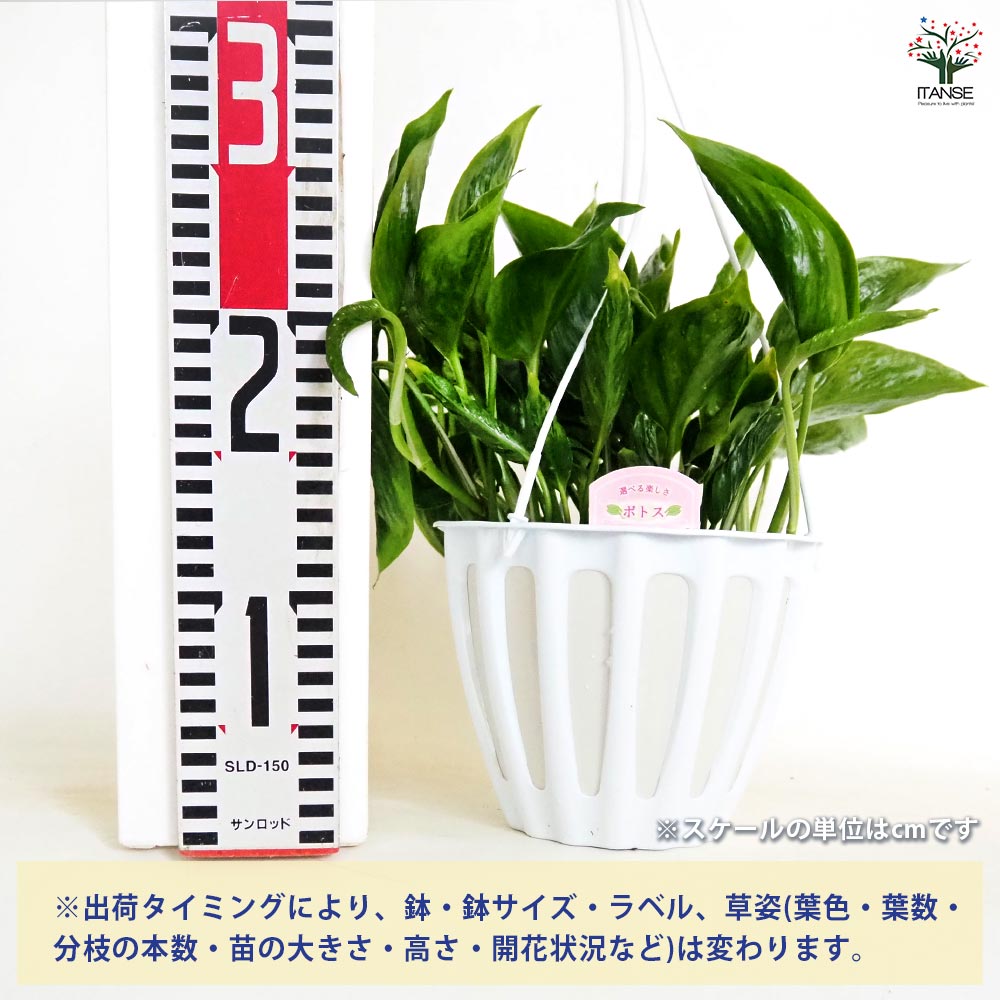 ポトス テルノシャングリラ 吊鉢【観葉植物 5号／1個売り】