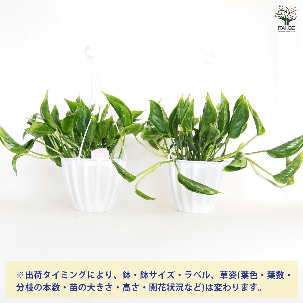 ポトス テルノシャングリラ 吊鉢【観葉植物 5号／1個売り】｜ 【植物の