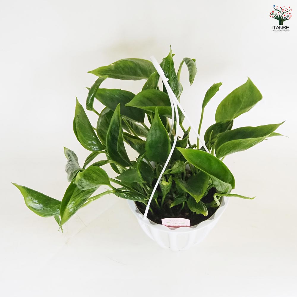 ポトス テルノシャングリラ 吊鉢【観葉植物 5号／1個売り】
