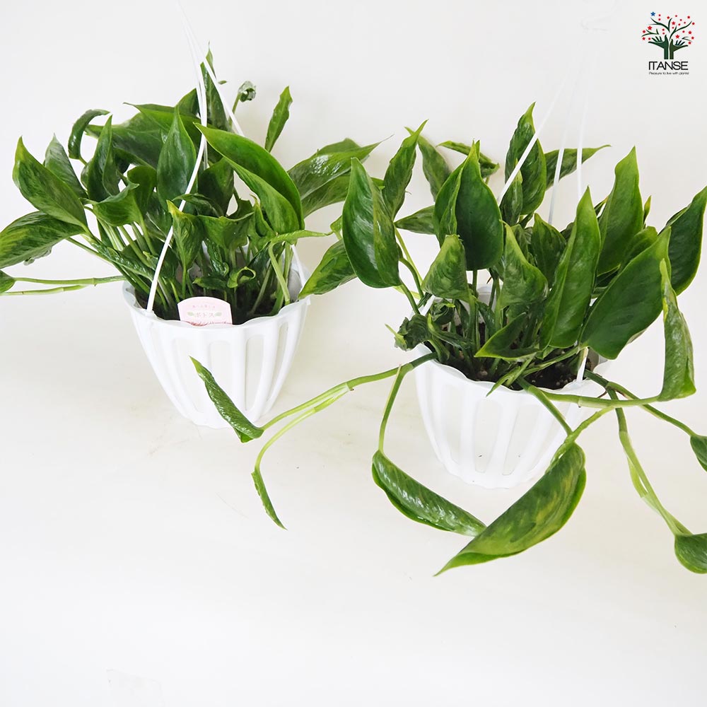 ポトス テルノシャングリラ 吊鉢【観葉植物 5号／1個売り】｜ 【植物の