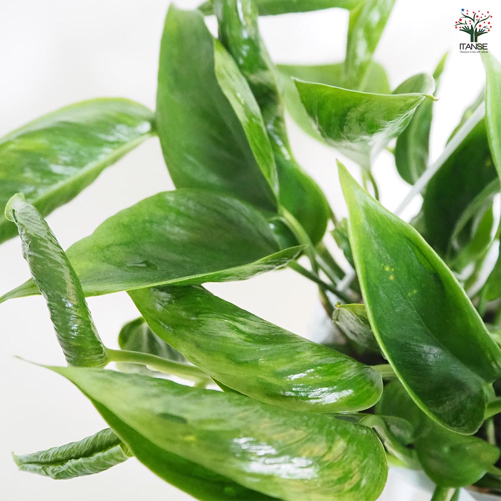 ポトス テルノシャングリラ 吊鉢【観葉植物 5号／1個売り】