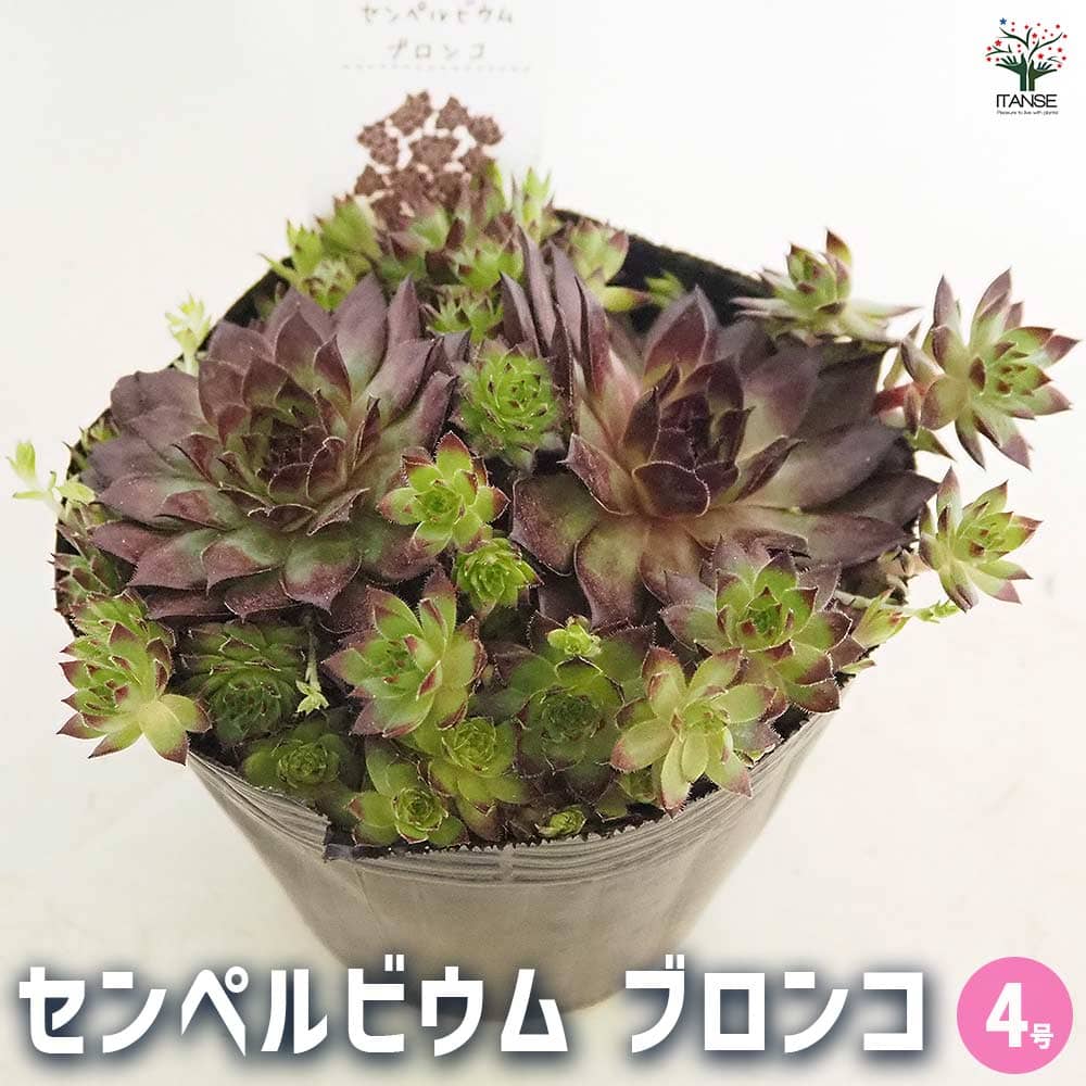 センペルビウム ブロンコ 【多肉植物 4号／1個売り】｜ 【植物の