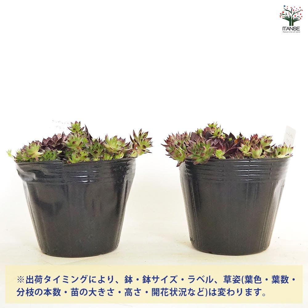 センペルビウム ブロンコ 【多肉植物 4号／1個売り】｜ 【植物の