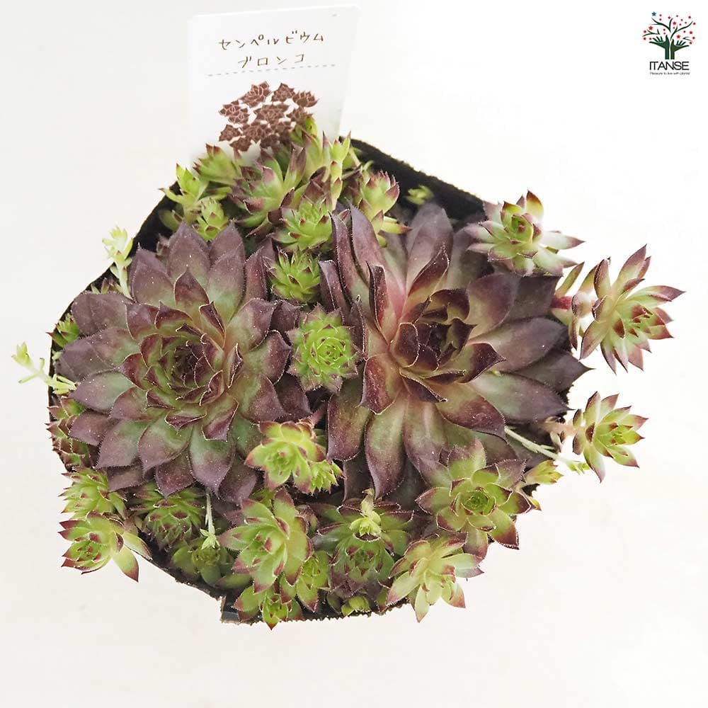 センペルビウム ブロンコ 【多肉植物 4号／1個売り】｜ 【植物の