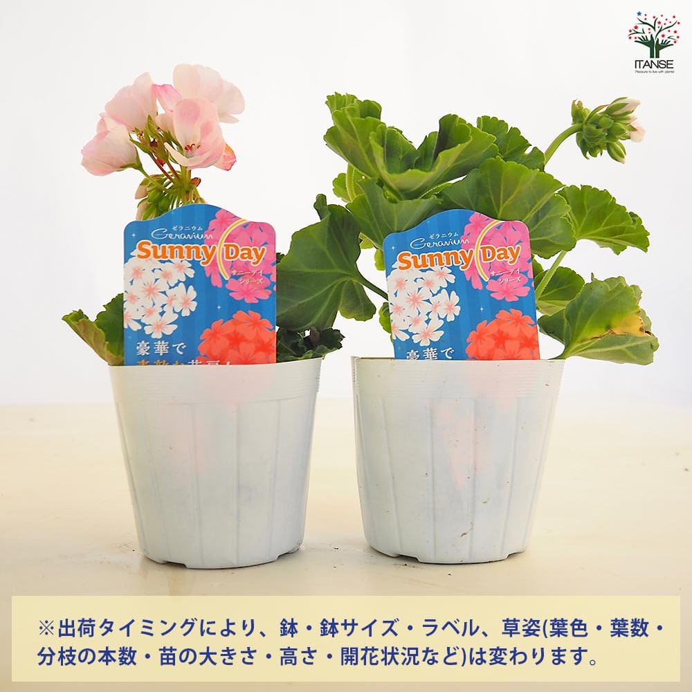 ゼラニウム サニーデイシリーズ ホリー 【ハーブの苗 3.5号】｜ 【植物