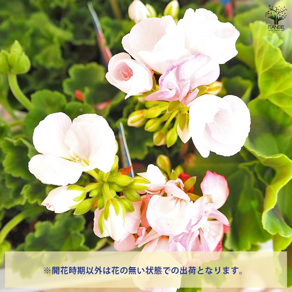 ゼラニウム サニーデイシリーズ ホリー 【ハーブの苗 3.5号】｜ 【植物