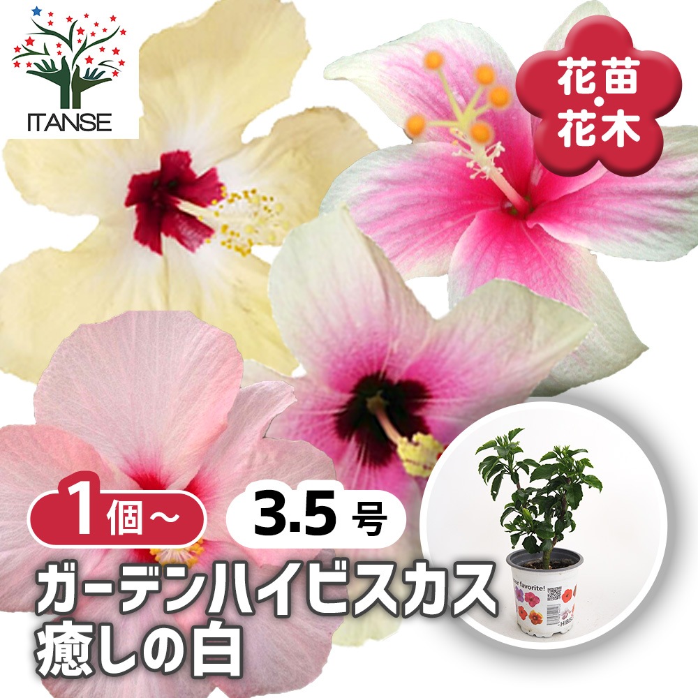 ガーデンハイビスカス 癒しの白 【花木苗 3.5号】｜ 【植物の