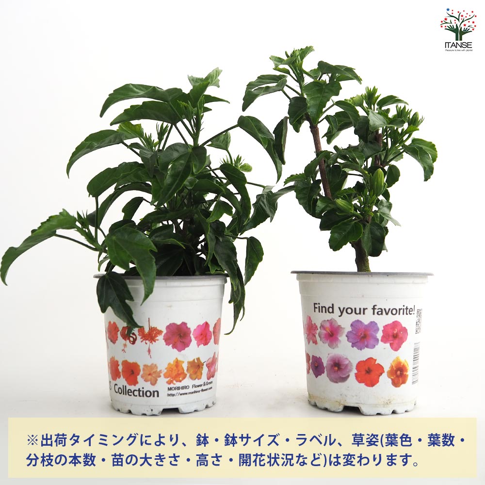 ガーデンハイビスカス 癒しの白 【花木苗 3.5号】｜ 【植物の