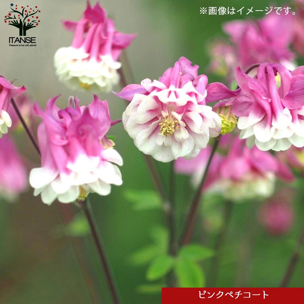 オダマキ 4品種【花苗 3.5号／お買い得8個セット】｜ 【植物の