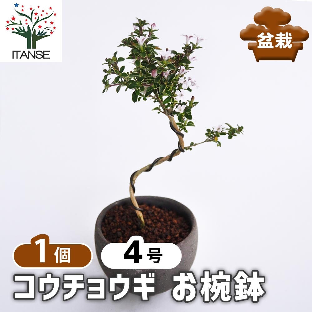 NO 189~中国の植木鉢か？分かりませんが鉢わ美しいが花わ難しい。 NO