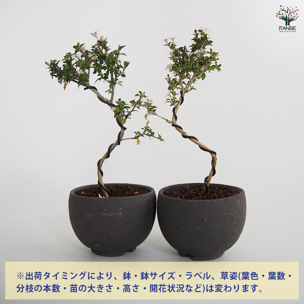 コウチョウギ お椀鉢 【盆栽 4号／1個売り】｜ 【植物の
