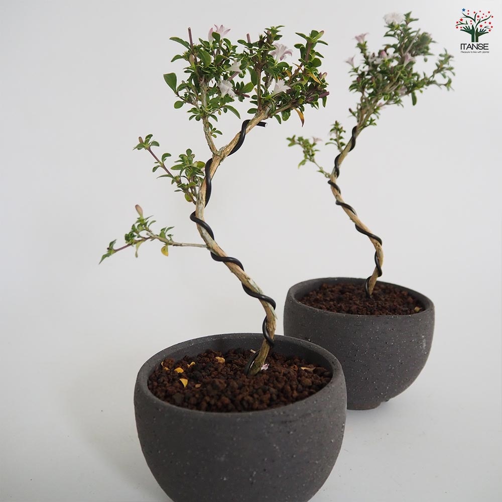 コウチョウギ お椀鉢 【盆栽 4号／1個売り】｜ 【植物の