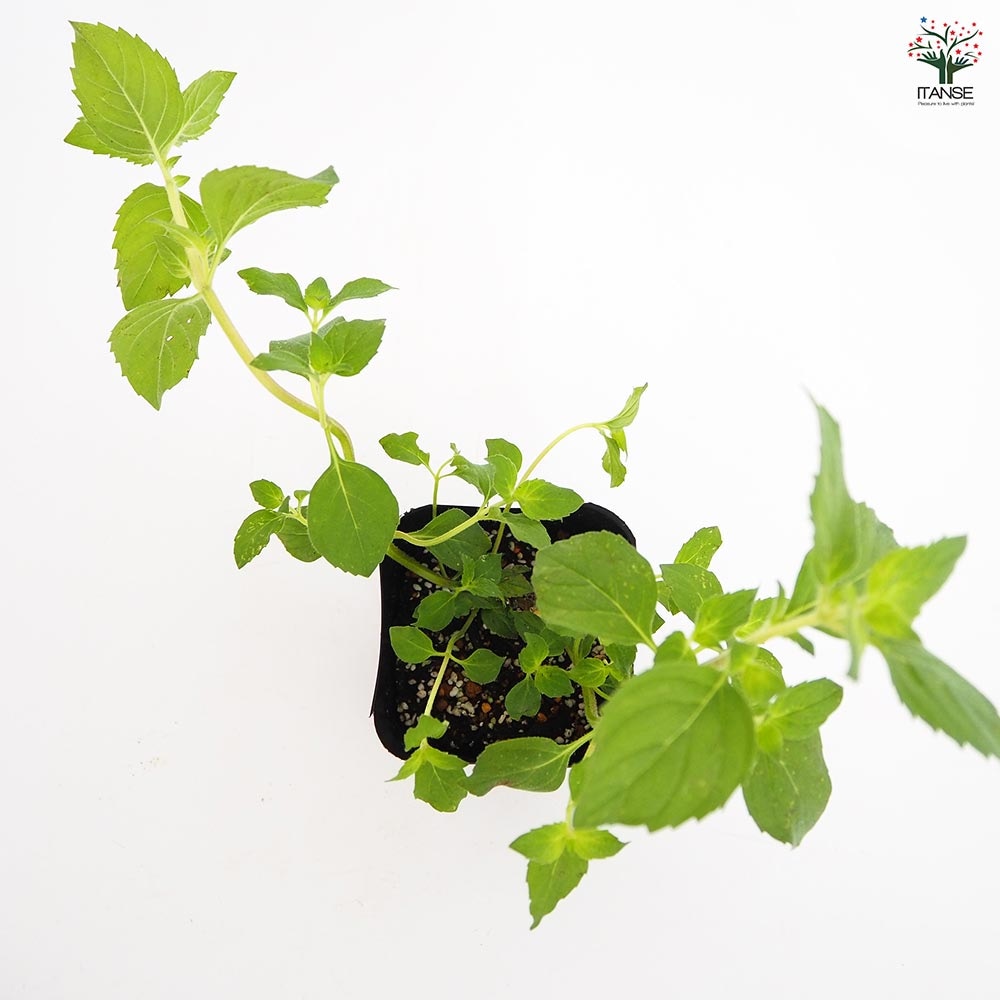 ミント レモン 【ハーブの苗 3号】｜ 【植物のITANSE】全品送料