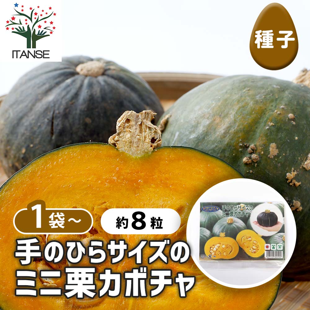 種子 手のひらサイズのミニ栗カボチャ 【 約8粒／1袋売り】｜ 【植物の