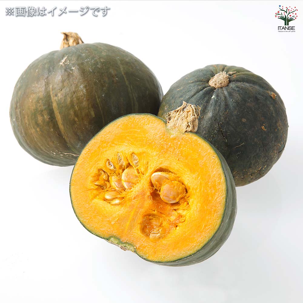 種子 手のひらサイズのミニ栗カボチャ 【 約8粒／1袋売り】｜ 【植物の