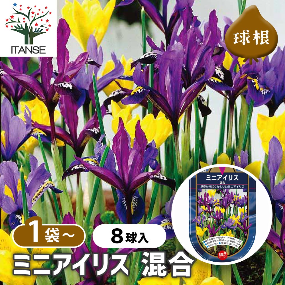 ミニアイリス 混合