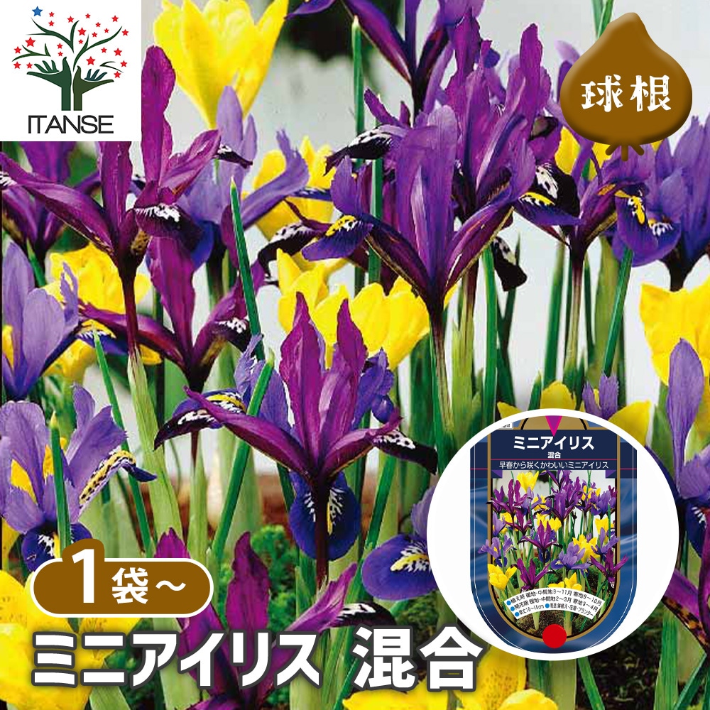 球根 ミニアイリス 混合 【花球根 5球】｜ 【植物のITANSE】全品