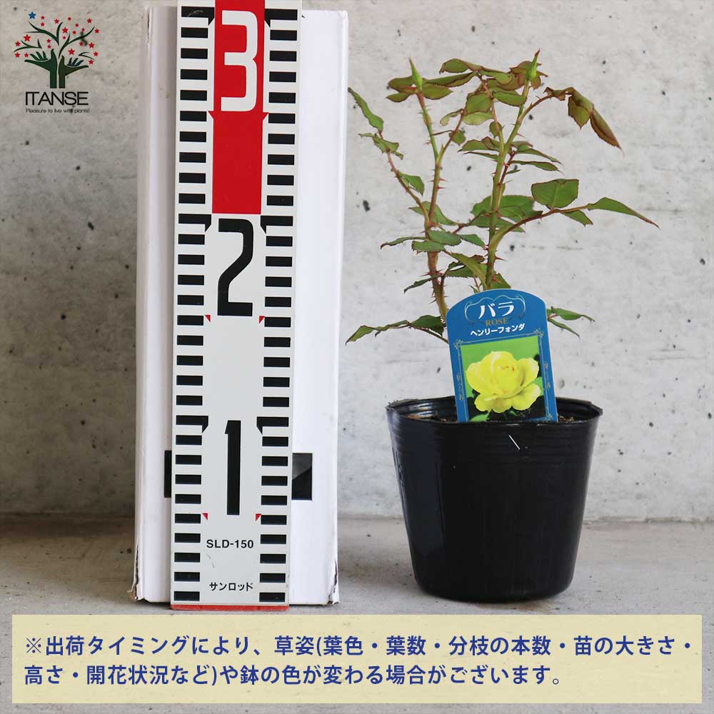 薔薇の苗 ヘンリーフォンダ (四季咲きハイブリッドティーローズ)【花苗新苗4号ポット 国産接ぎ木苗／1個売り】
