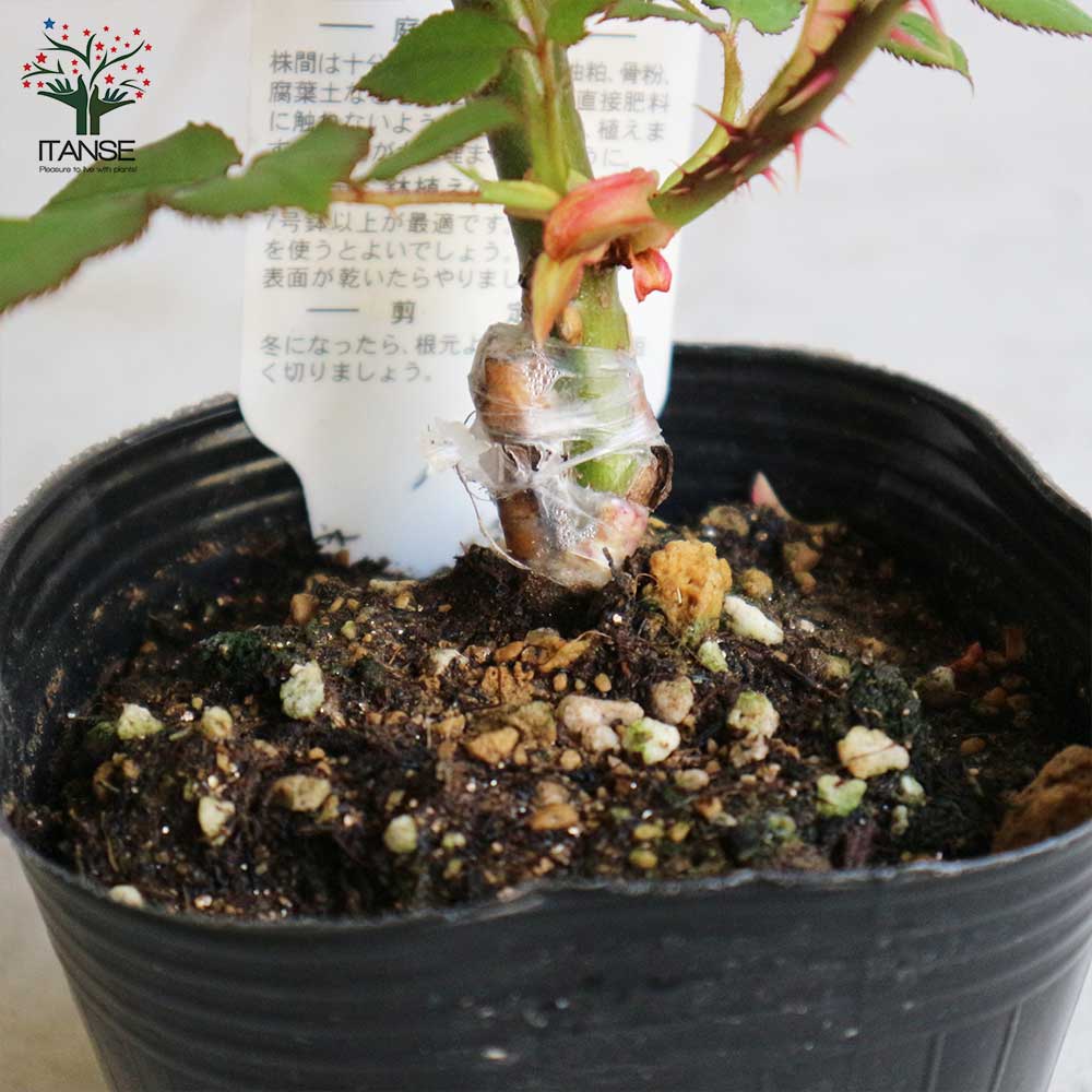 薔薇の苗 ヘンリーフォンダ (四季咲きハイブリッドティーローズ)【花苗新苗4号ポット 国産接ぎ木苗／1個売り】