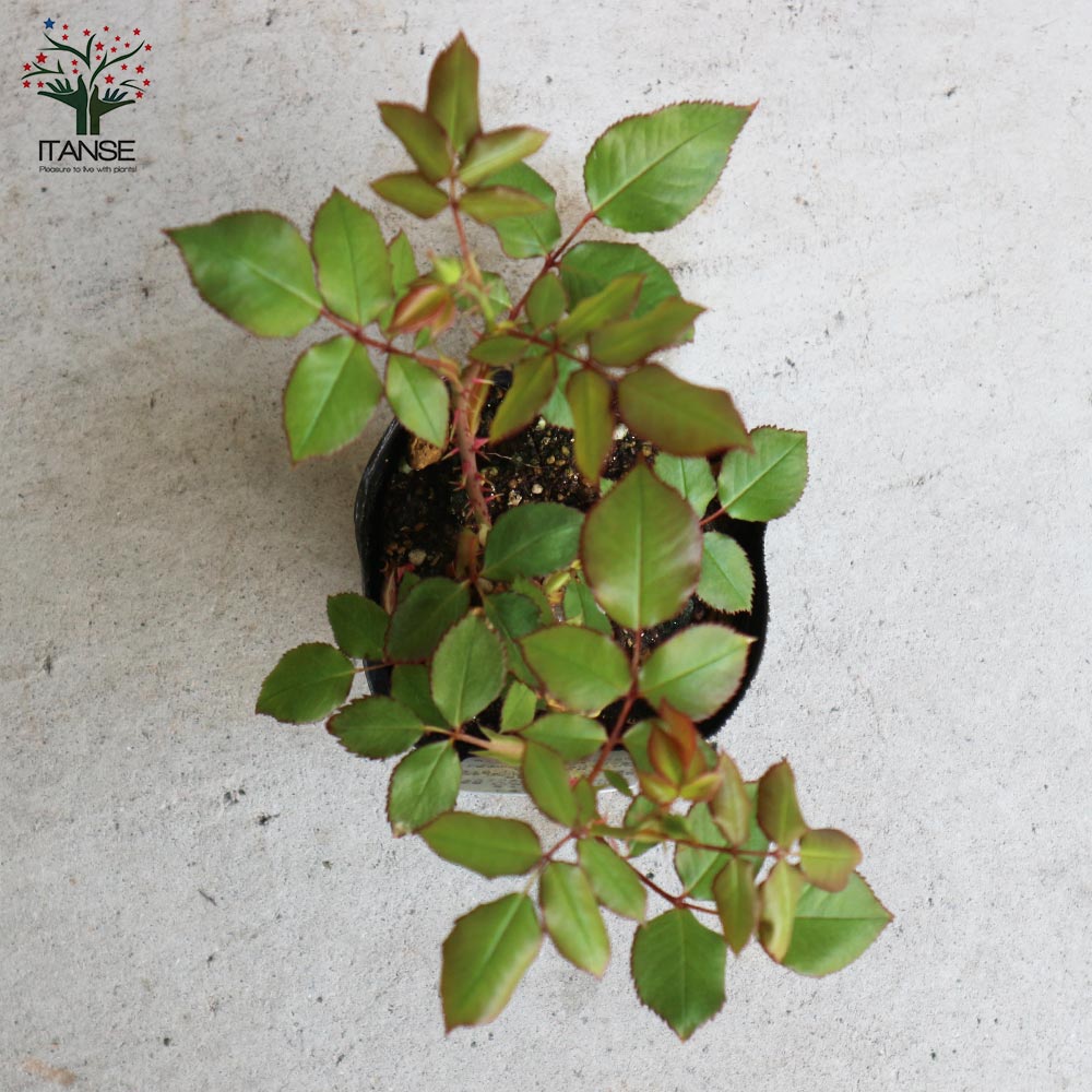 薔薇の苗 ヘンリーフォンダ (四季咲きハイブリッドティーローズ)【花苗新苗4号ポット 国産接ぎ木苗／1個売り】