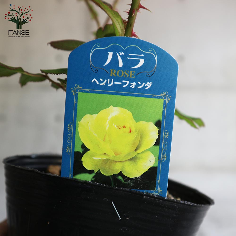 薔薇の苗 ヘンリーフォンダ (四季咲きハイブリッドティーローズ)【花苗新苗4号ポット 国産接ぎ木苗／1個売り】