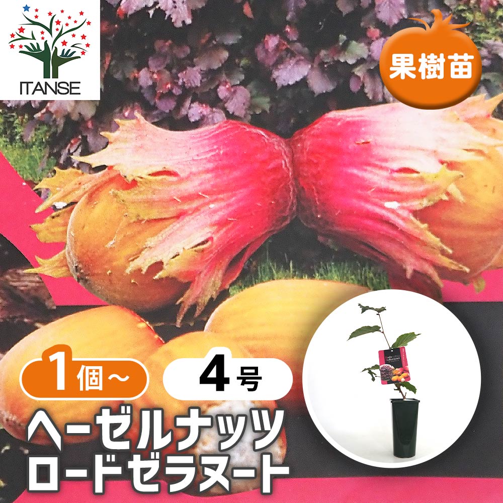 ヘーゼルナッツの苗木 ロードゼラヌート 【果樹の苗木 4号／1個売り