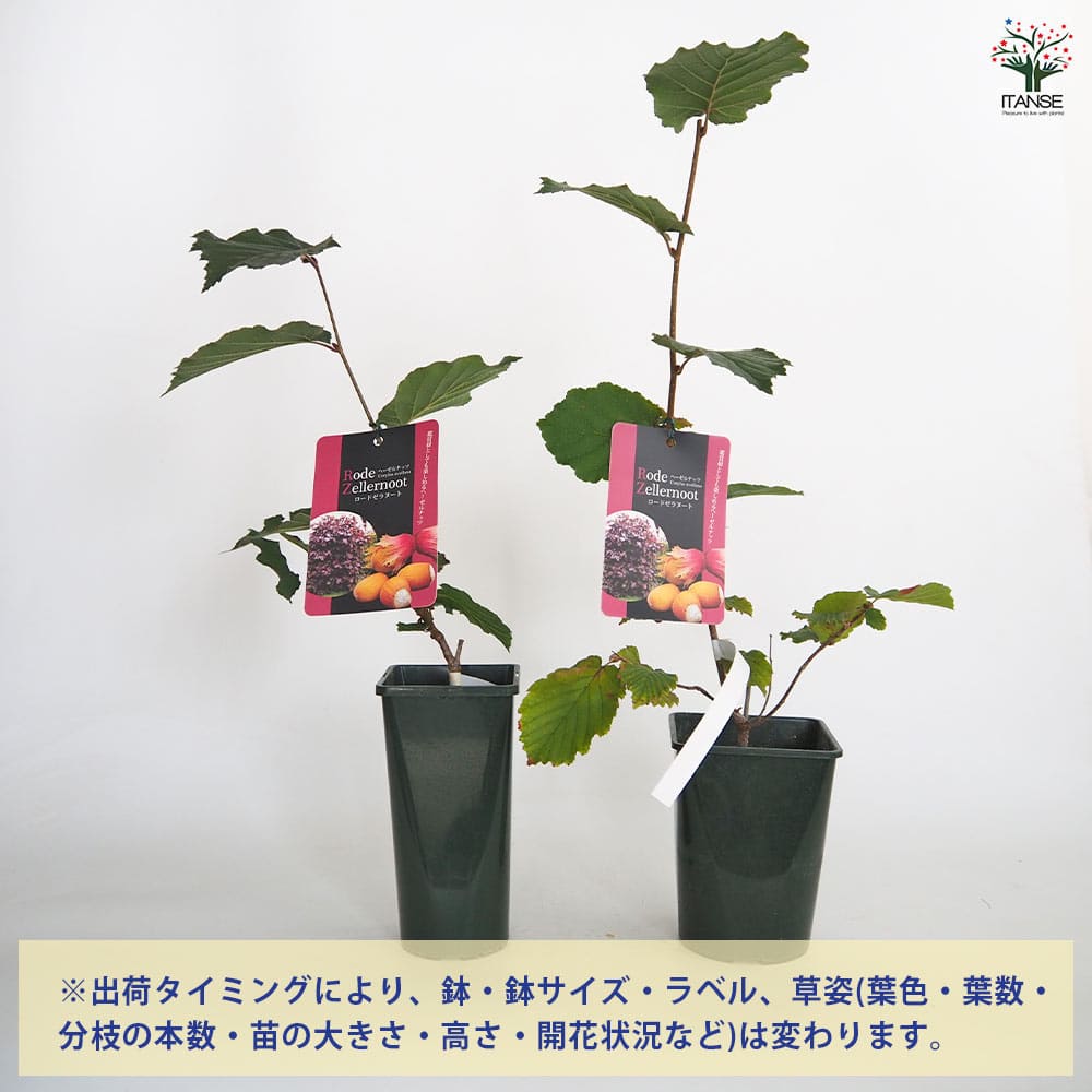 ヘーゼルナッツの苗木 ロードゼラヌート 【果樹の苗木 4号／1個売り