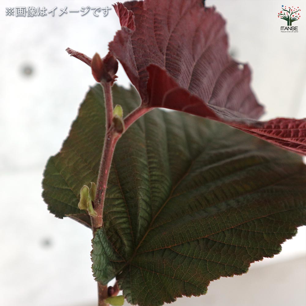 【お取引中】ヘーゼルナッツの木 魅力に溢れた木。ヘーゼルナッツ！ | Berry&Sun ベリーさんのブログ