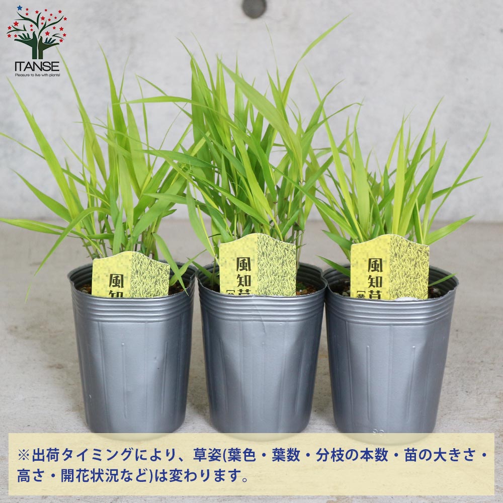 風知草(フウチソウ) 黄金葉【花苗 9cmポット カラーリーフ／1個売り】