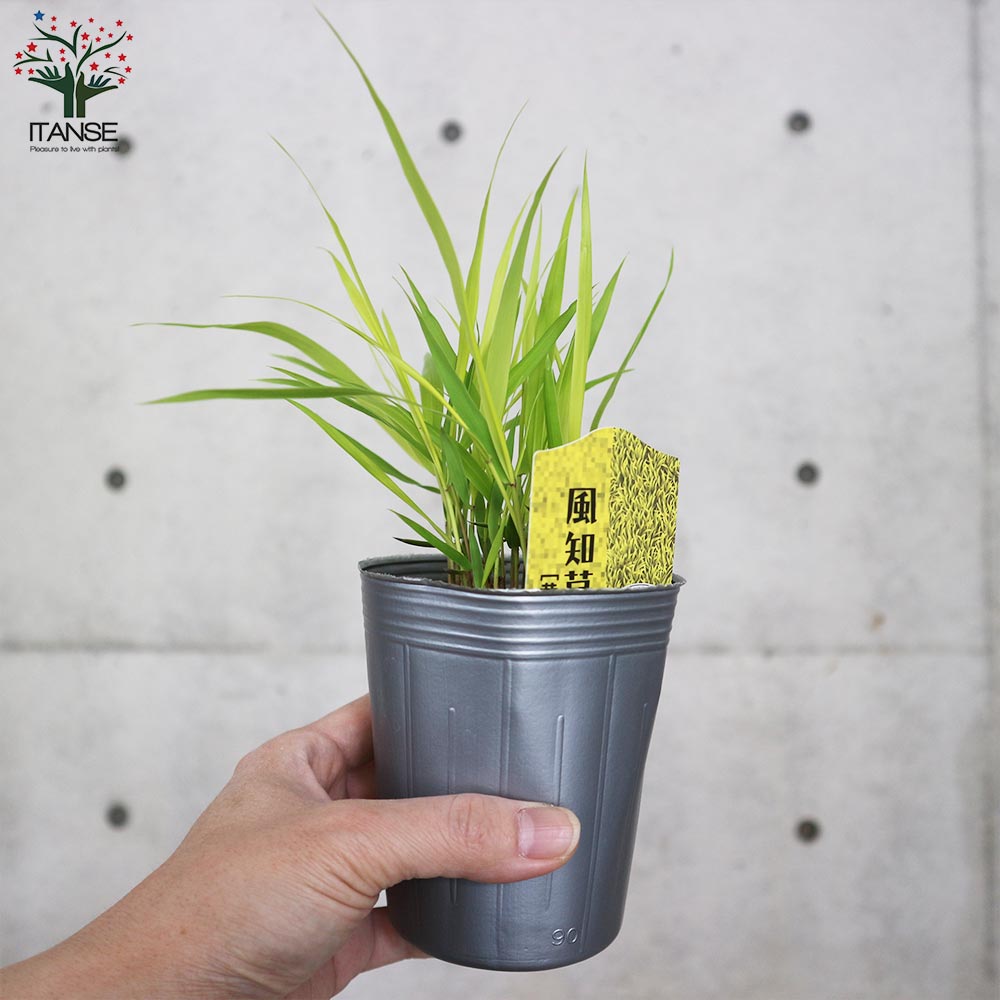 特大良品風知草❗フウチソウ36号鉢1鉢 特大良品風知草❗フウチソウ36号鉢1鉢