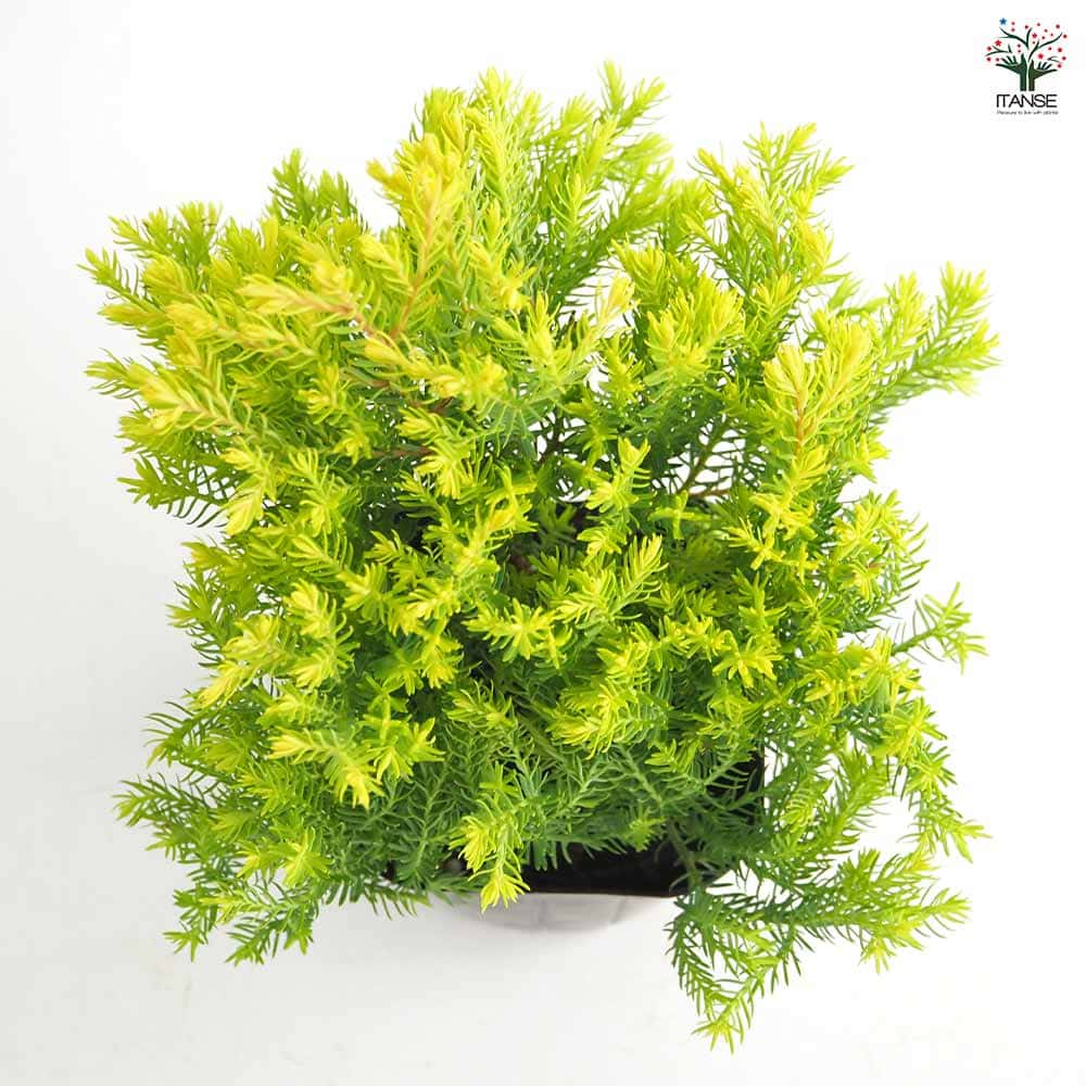 コニファー ラインゴールド 【庭木 3号】