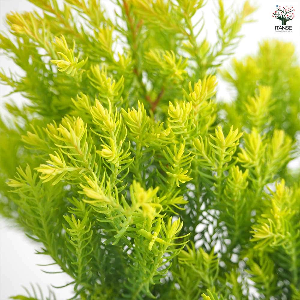 コニファー ラインゴールド 【庭木 3号】