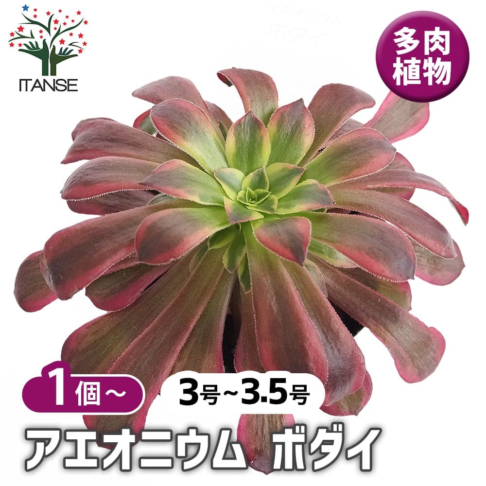 アエオニウム ボダイ 【多肉植物 3～3.5号】｜ 【植物のITANSE