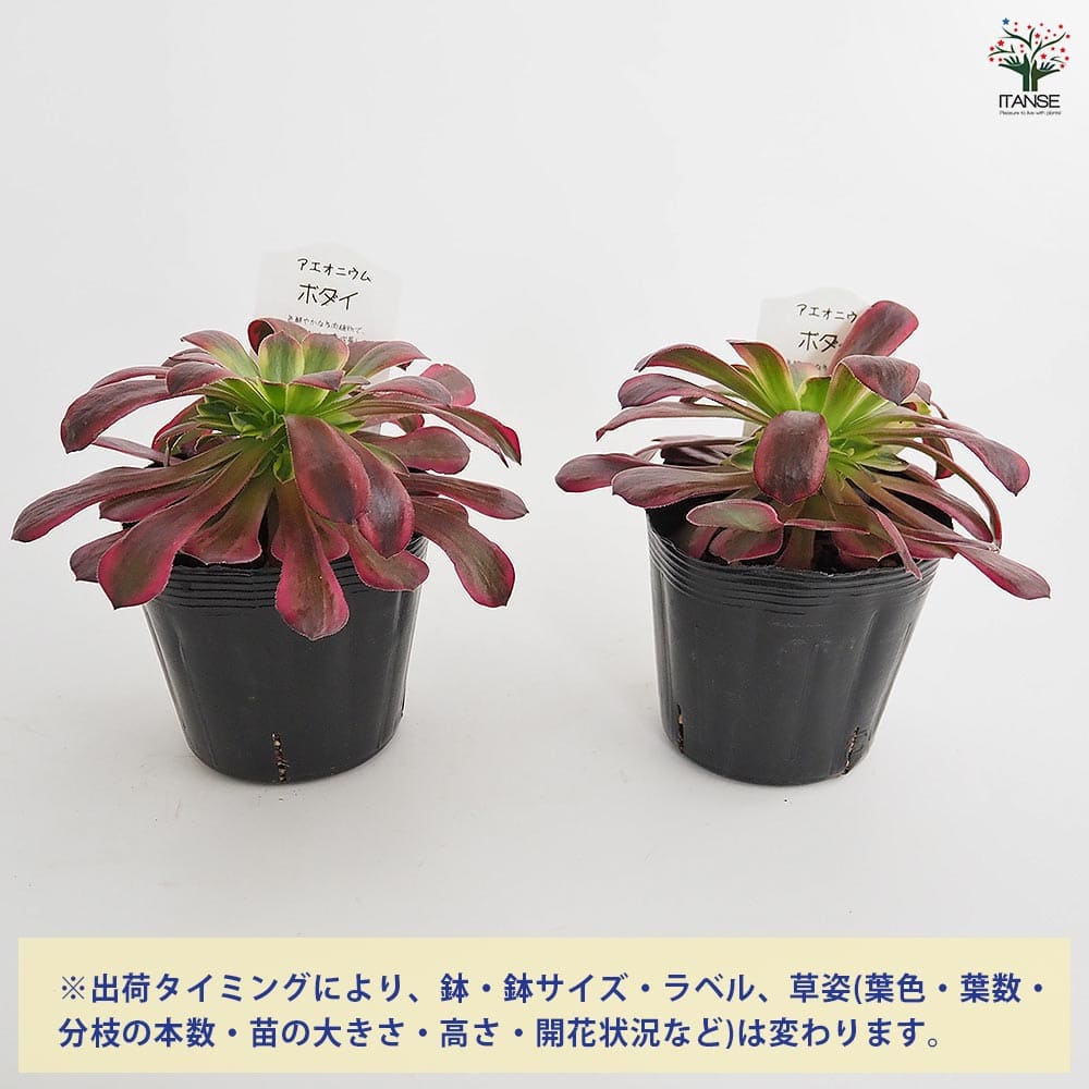 アエオニウム ボダイ 【多肉植物 3～3.5号】｜ 【植物のITANSE