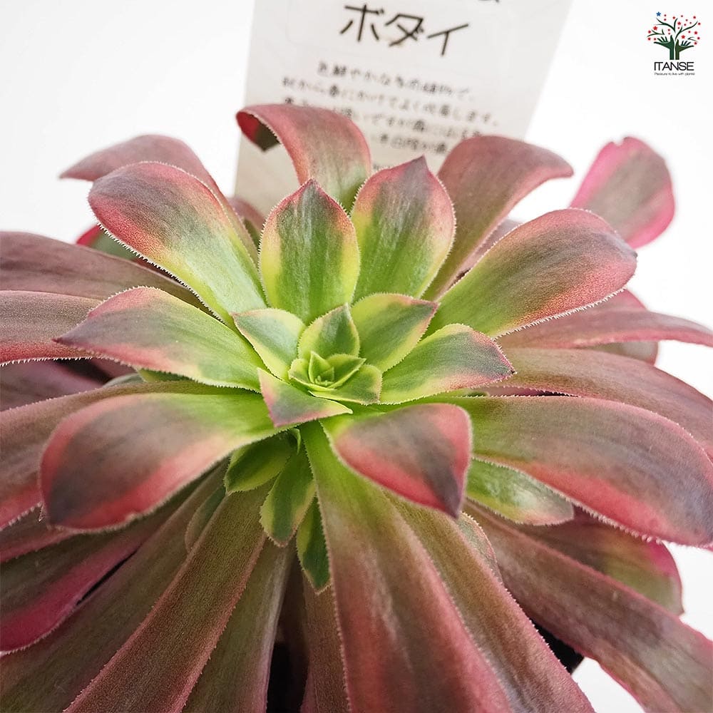 アエオニウム ボダイ 【多肉植物 3～3.5号】｜ 【植物のITANSE