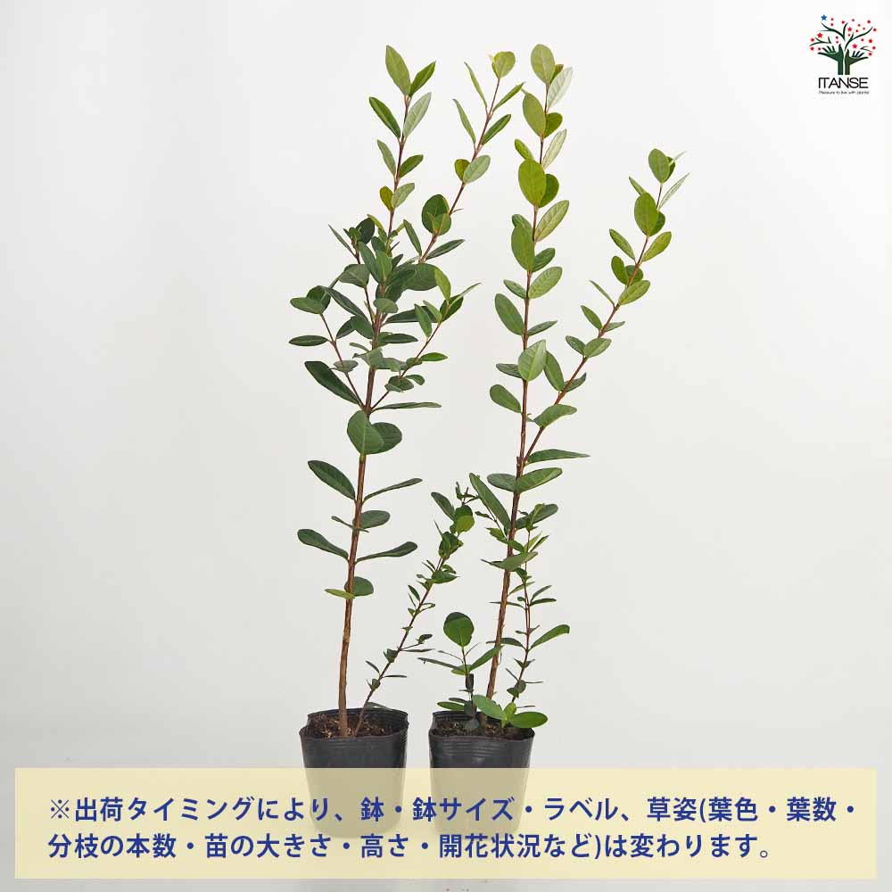 フェイジョア 【果樹の苗 3.5号】｜ 【植物のITANSE】全品送料