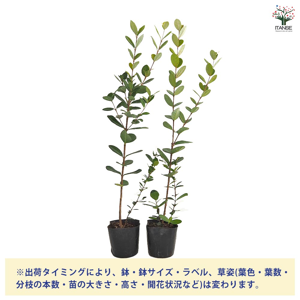 7-28果樹【ゆき　フェイジョア】樹高約136cm【送料込み】 7-28果樹【ゆき フェイジョア】樹高約136cm【送料込み】 7-28果樹