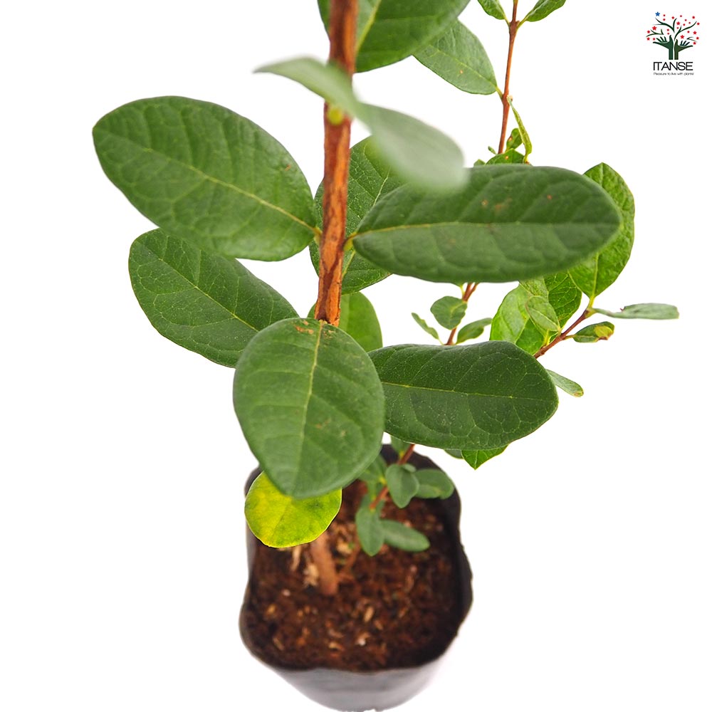 フェイジョア 【果樹の苗 3.5号】｜ 【植物のITANSE】全品送料