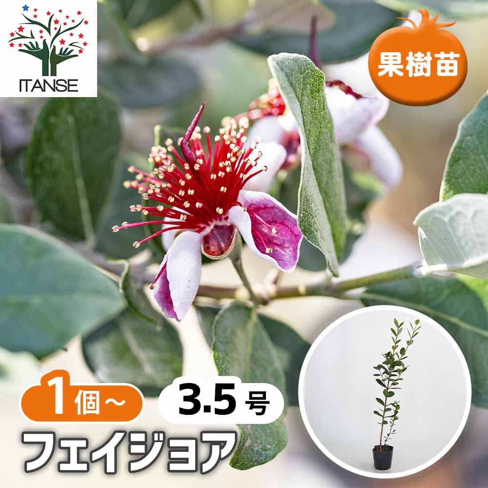8-16果樹【フェイジョア】樹高約112cm【送料込み】 フェイジョア 【果樹の苗 3.5号】｜ 【植物のITANSE】全品送料