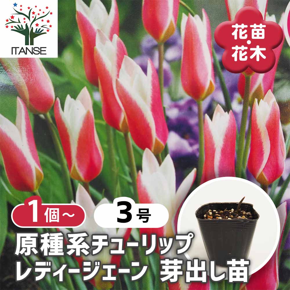 原種系チューリップ レディージェーン 芽出し苗 【花苗 3号】｜ 【植物
