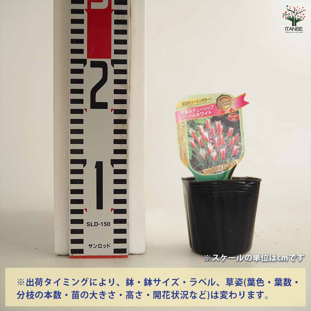 原種系チューリップ レディージェーン 芽出し苗 【花苗 3号】